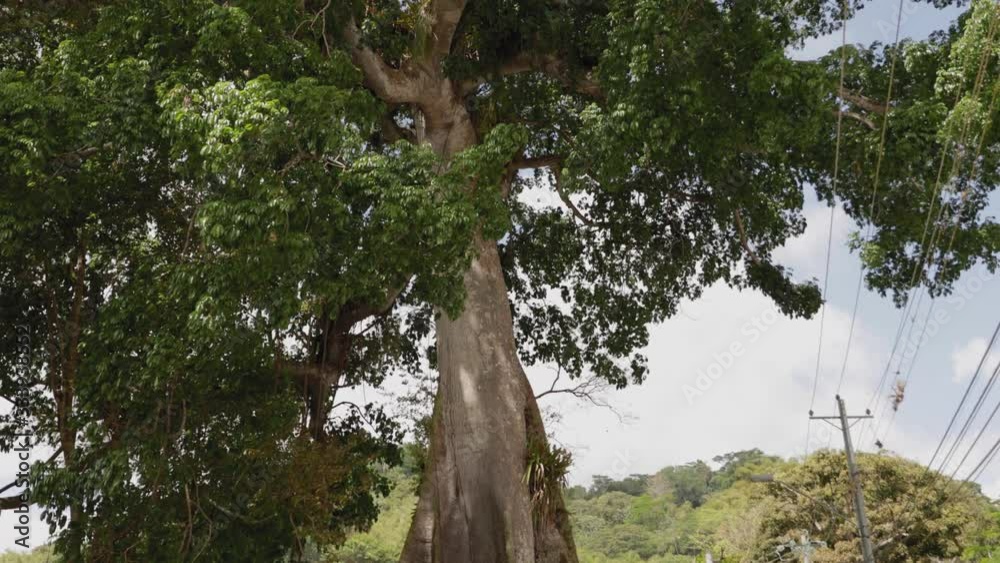 Remarkable silk cotton tree Tobago, West Indies. Stock Video Adobe Stock