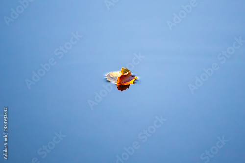 Blatt im Wasser