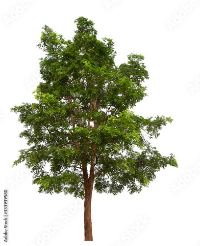 isolated tree on white background