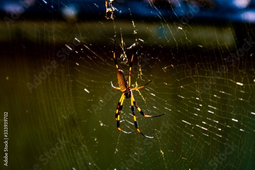 Spiders © Richard