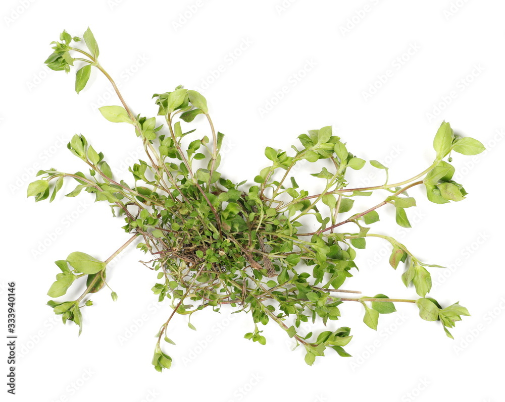 Green grass isolated on white background and texture, top view Green grass isolated on white background and texture, top view