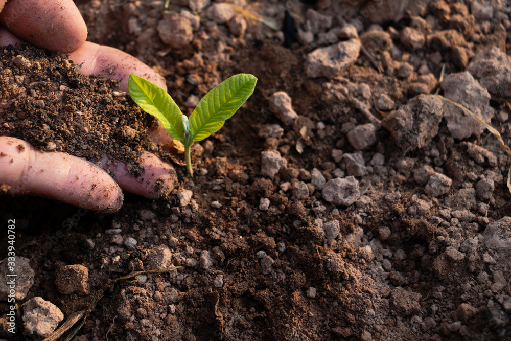 Close up hand and growing plant,Hand with young plant growing in soil on the morning.Small plants on the ground in spring,ecology,nature,Photo fresh and Agriculture concept idea. Close up hand and growing plant,Hand with young plant growing in soil on the morning.Small plants on the ground in spring,ecology,nature,Photo fresh and Agriculture concept idea.