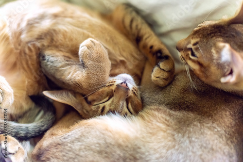 Abyssinian kittens sleeping