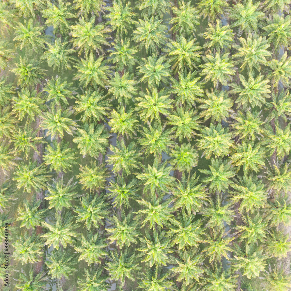 Arial view of palm tree plantation.coconut tree garden background.Oil palm trees drone point of view. Arial view of palm tree plantation.coconut tree garden background.Oil palm trees drone point of view.