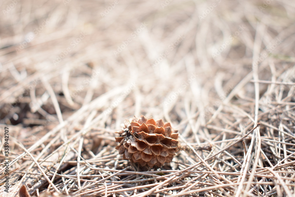 pine nut on dry leaves. pine nut on dry leaves.