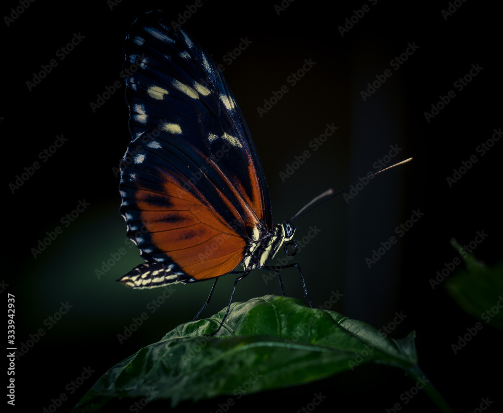 Obraz premium Schmetterling