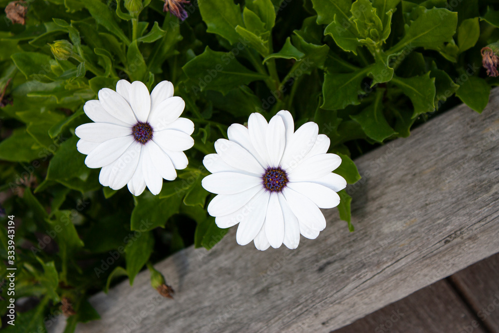 Obraz premium White flowers in the field