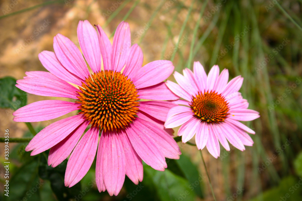 These are marguerites in the field These are marguerites in the field