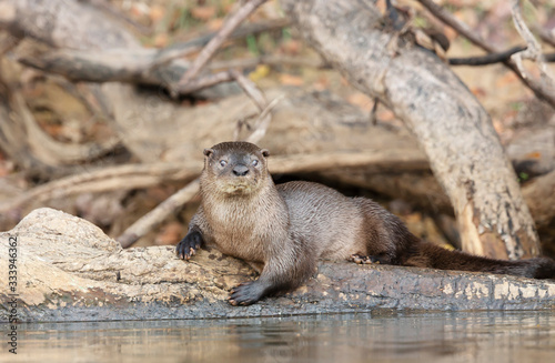 Close up of a neotropical otter