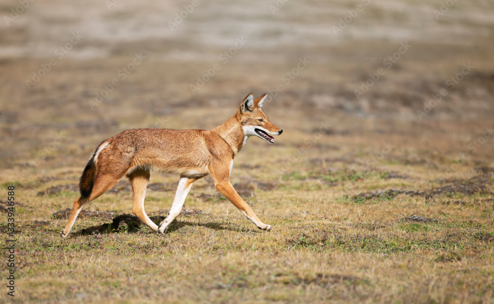 Close up of a rare and endangered Ethiopian wolf Close up of a rare and endangered Ethiopian wolf