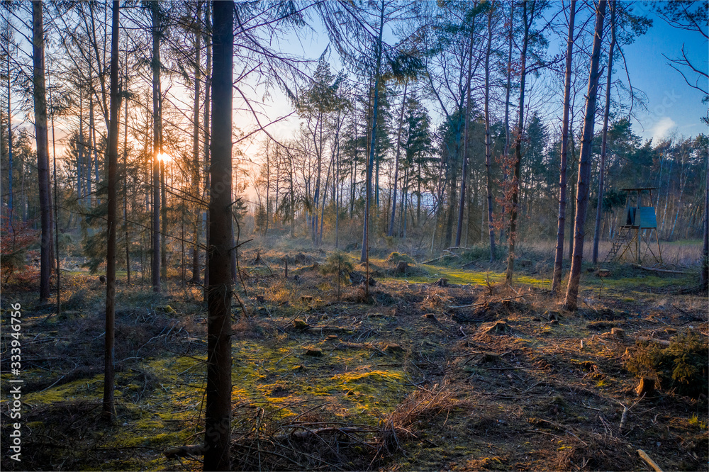 Landscape of the sparse woodland in the morning
