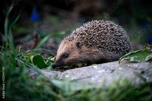 Ein Igel beim Fressen