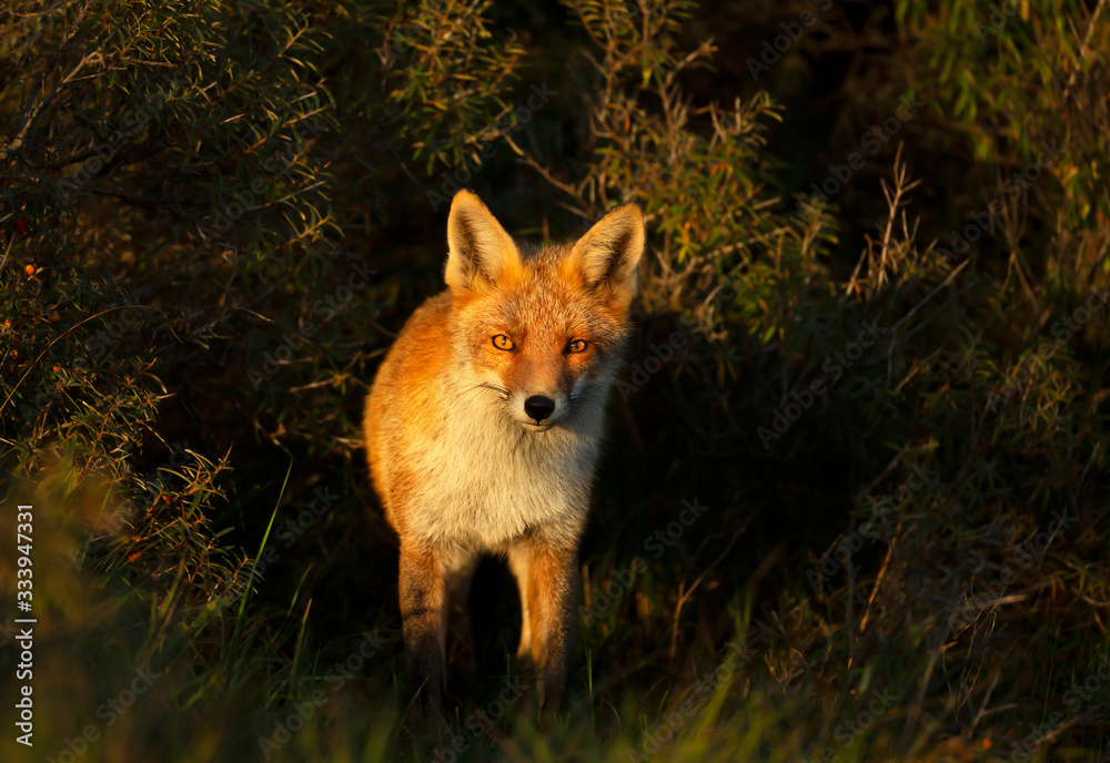 Fototapeta premium Red fox in natural habitat at sunset