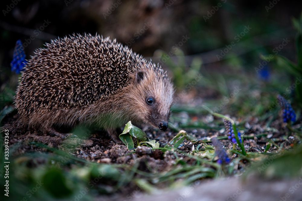 Ein Igel beim Fressen