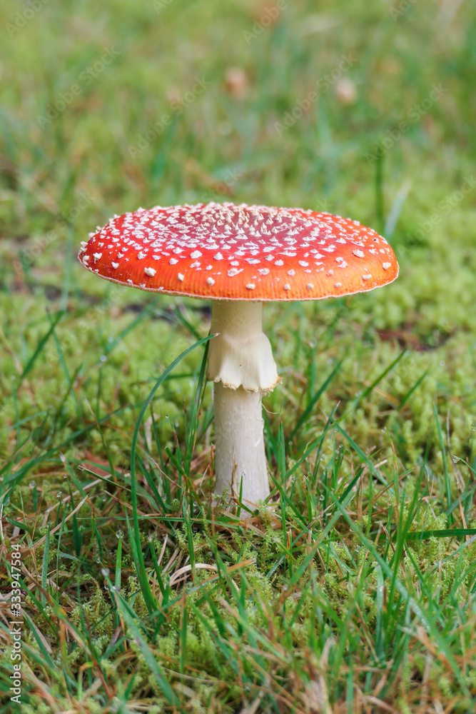 roter Fliegenpilz mit weißen Punkten im Wald auf grünem Moos und Gras roter Fliegenpilz mit weißen Punkten im Wald auf grünem Moos und Gras
