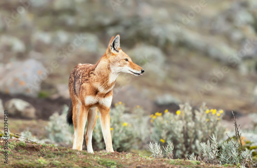 Close up of a rare and endangered Ethiopian wolf