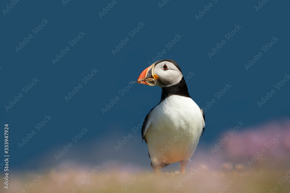 Atlantic puffin with nesting material in the beak Atlantic puffin with nesting material in the beak
