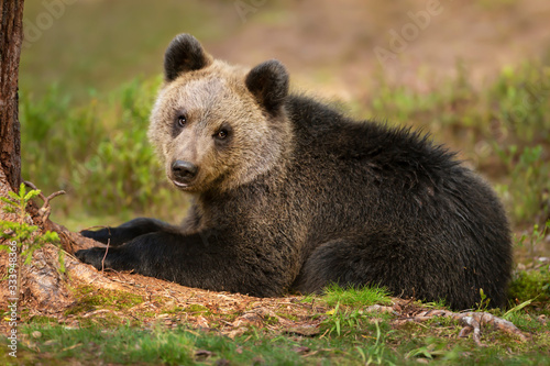 Close up of Eurasian brown bear cub