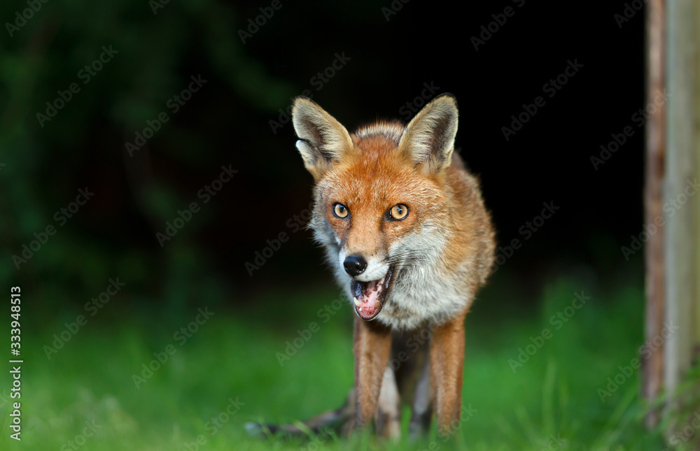 Red fox against dark background