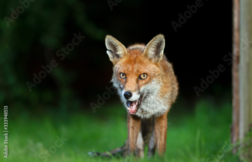 Red fox against dark background © giedriius