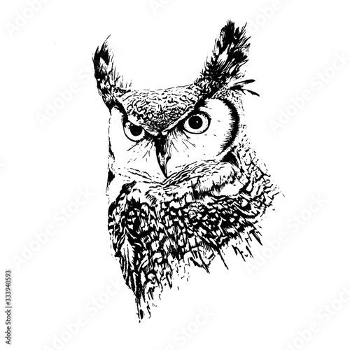 portrait of a horned owl