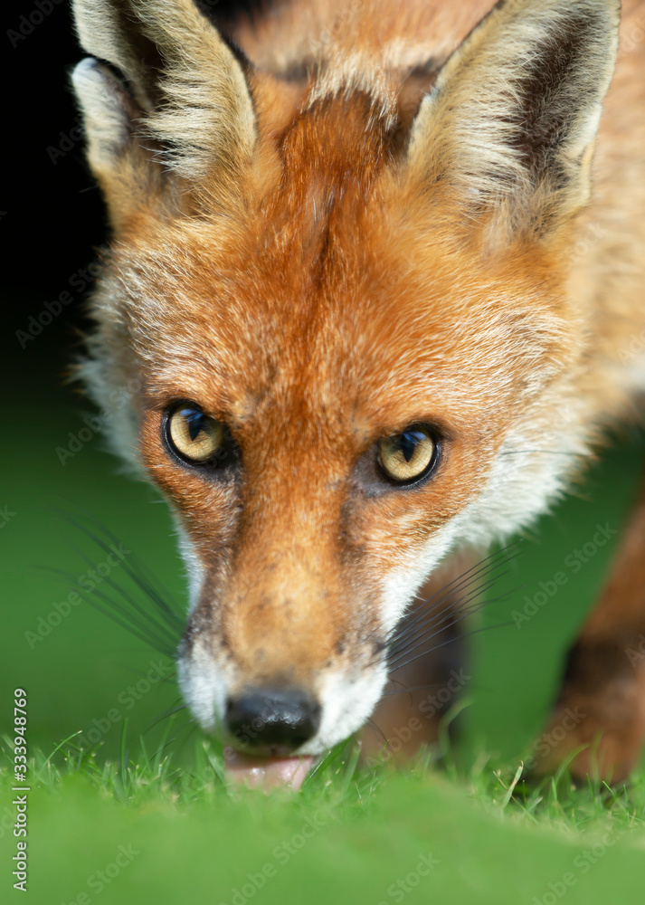 Fototapeta premium Close up of a Red fox