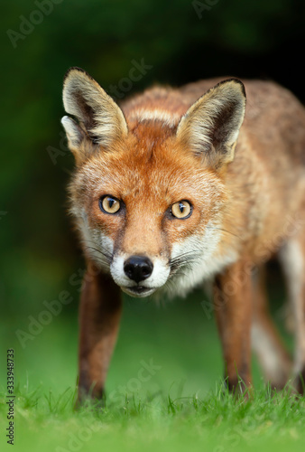 Close up of a Red fox © giedriius