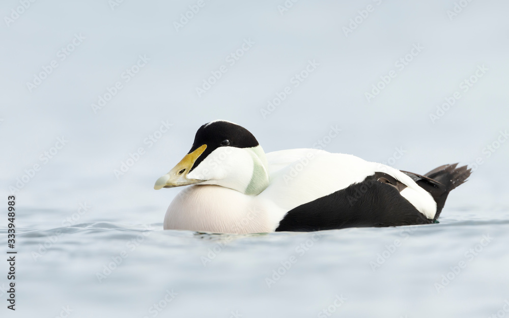 Fototapeta premium Close-up of a male Common Eider in water