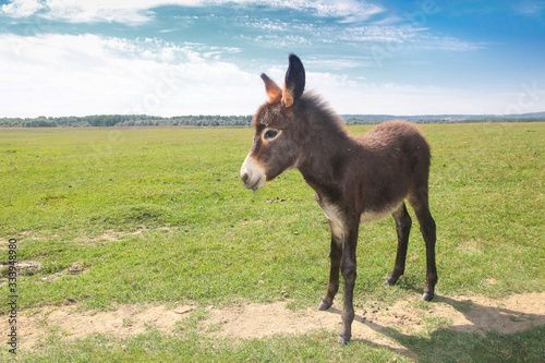 Funny cute brown baby donkey on the spring meadow photo