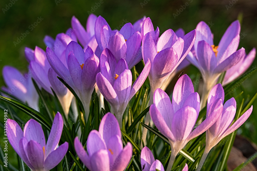 Purple crocus in spring 2680 Purple crocus in spring 2680