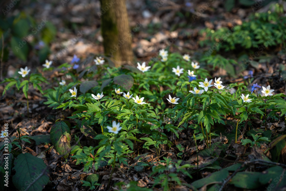 White anemone flowers growing in forest on spring sunny day White anemone flowers growing in forest on spring sunny day