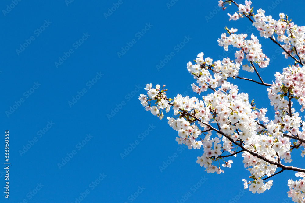 横浜の桜(撮影場所:横浜赤レンガパーク) 横浜の桜(撮影場所:横浜赤レンガパーク)