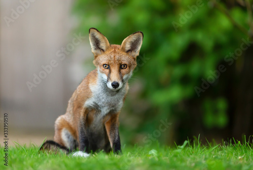 Close up of a young Red fox sitting on grass © giedriius