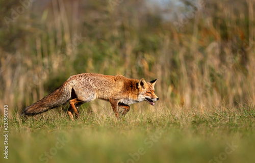 Close up of a young Red fox walking in natural habitat