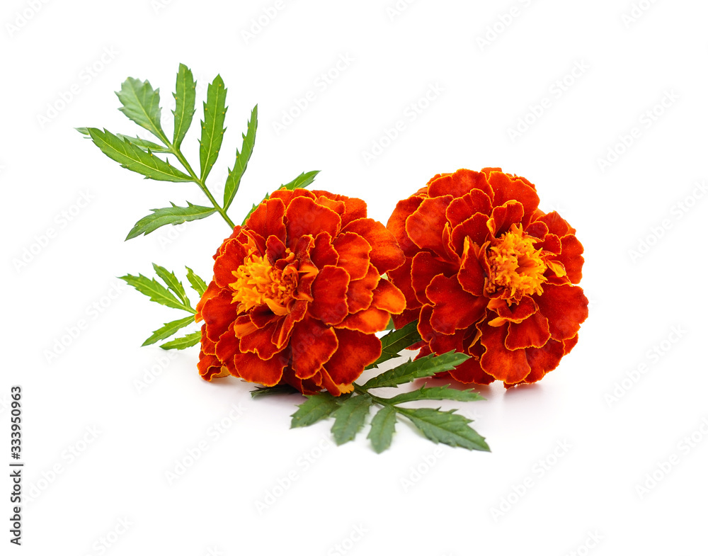 Two orange marigolds. Two orange marigolds.