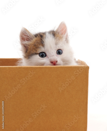 Kittens in a box.