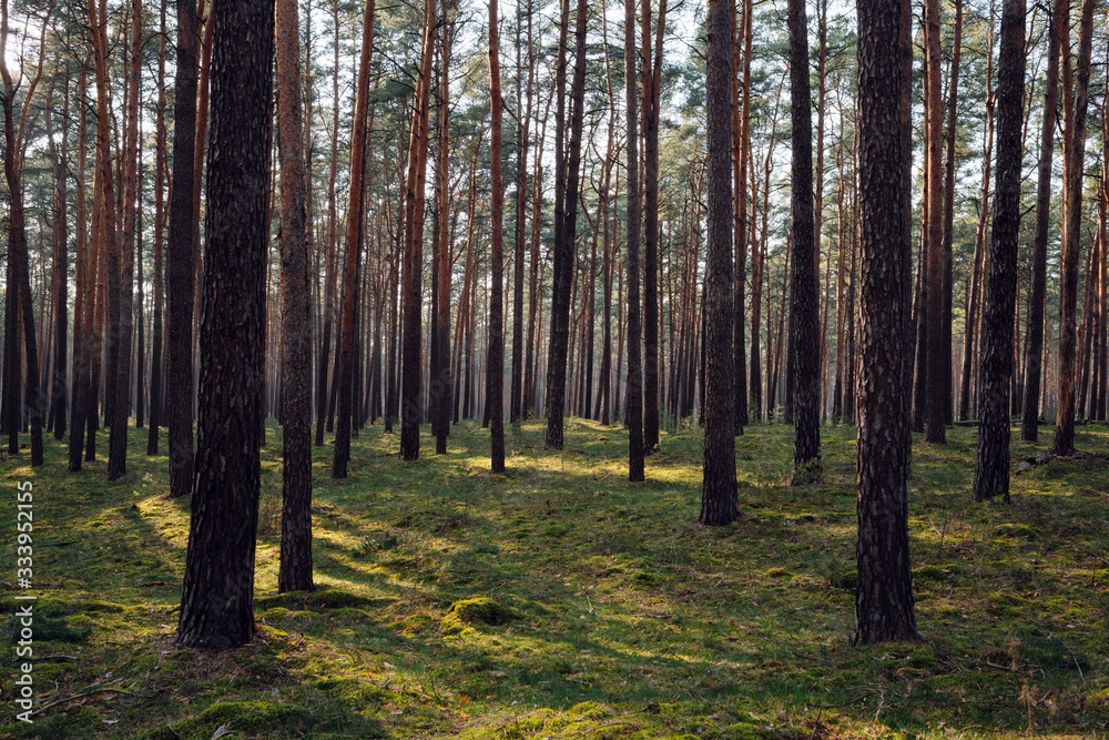Obraz premium Bright light falling into the dark german forest.