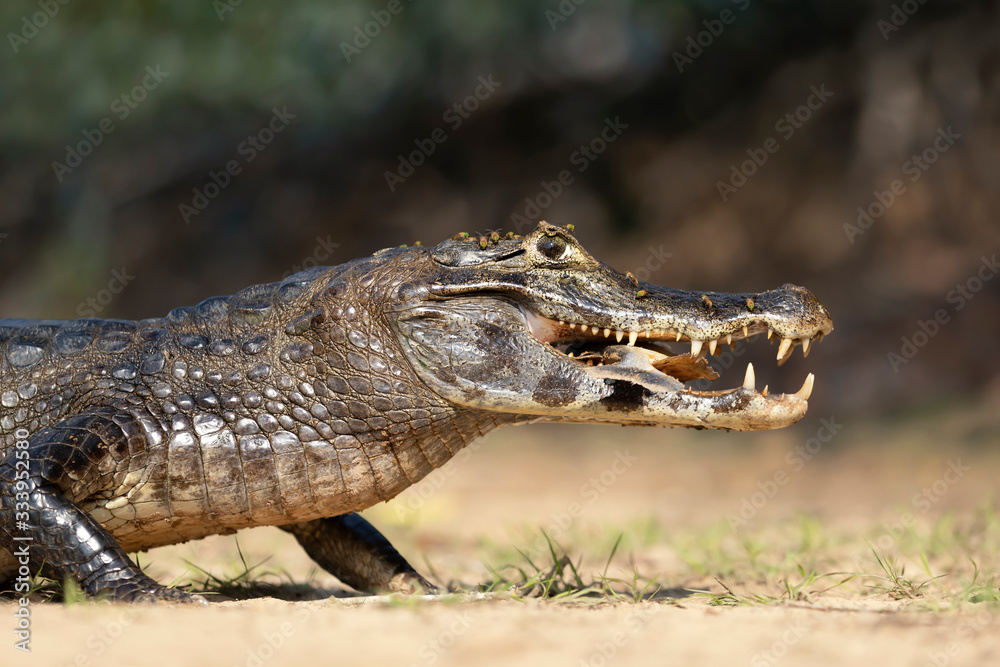 Obraz premium Yacare caiman eating piranha on a river bank