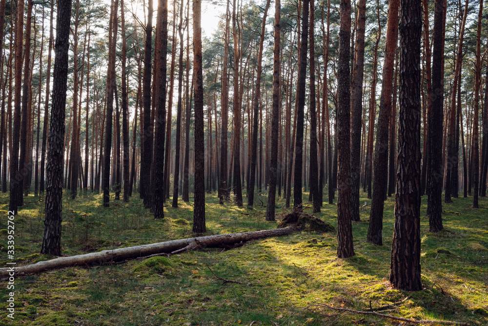 Fototapeta premium Fallen tree trunk in a dense forest in Brandenburg, Germany