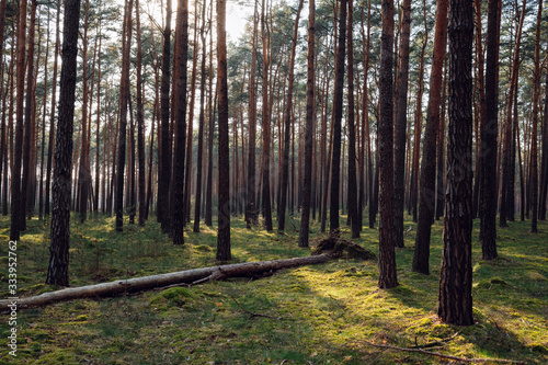 Fallen tree trunk in a dense forest in Brandenburg, Germany