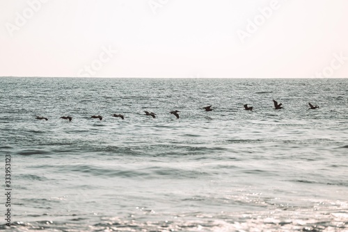 pájaros del mar pacifico
