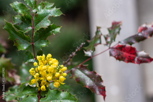 Yellow flowers of Mahonia Skylark © Marina