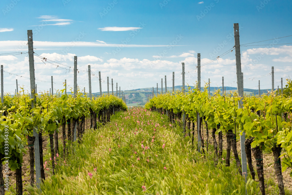 floral spacing in organic vineyard near Velke Bilovice, Moravia, Czech Republic