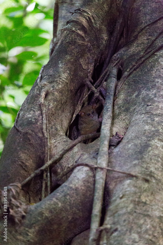 A tarsius monkey at Tangkoko park