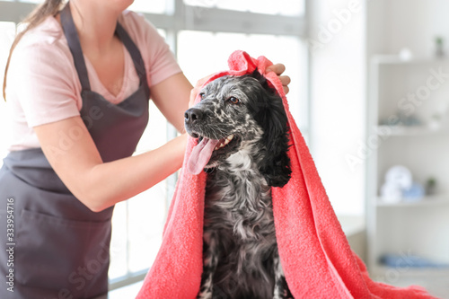 Female groomer washing dog in salon photo