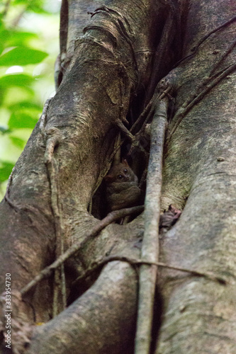 A tarsius monkey at Tangkoko park photo