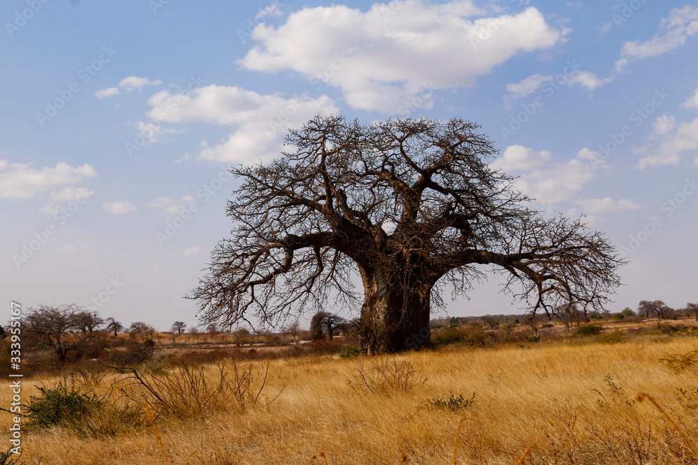 Baobab tree safari tour Serengeti Tanzania Baobab tree safari tour Serengeti Tanzania