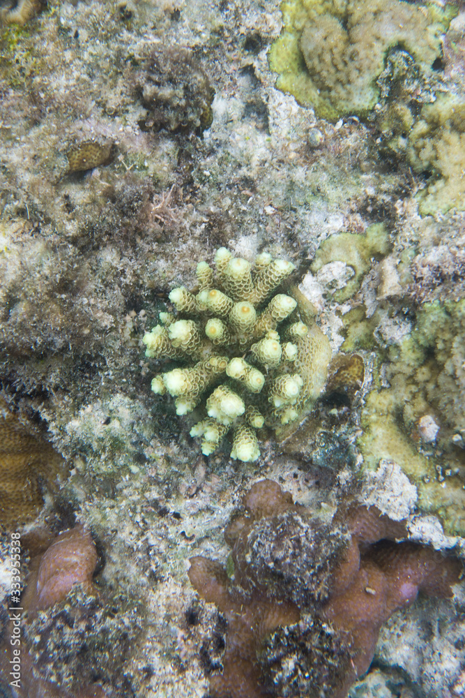 An acropora coral picture in Togian islands An acropora coral picture in Togian islands