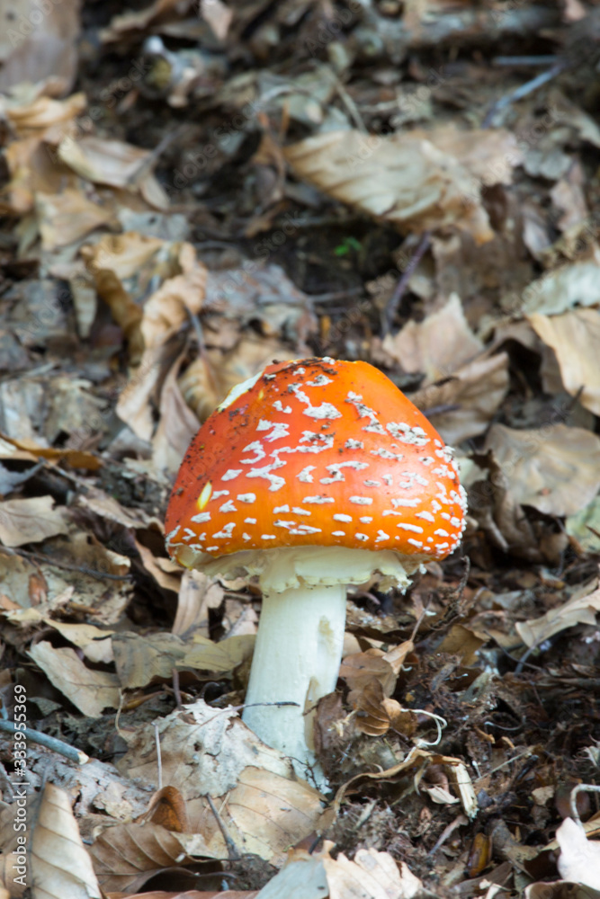 A red amanita venomous mushroom in the wood A red amanita venomous mushroom in the wood