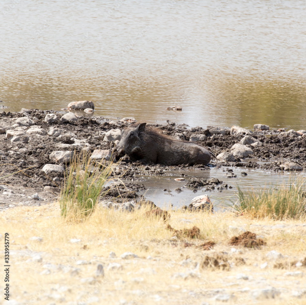 A wildpork resting in the mud A wildpork resting in the mud